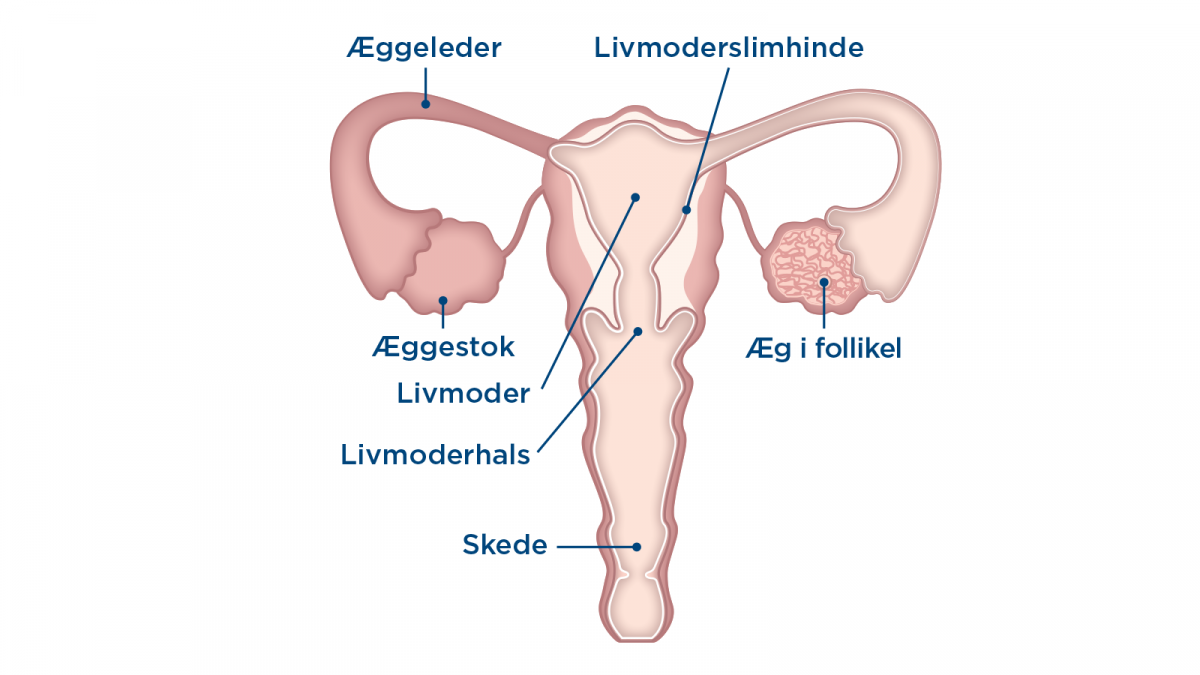 Menstruationscyklus ægløsning
